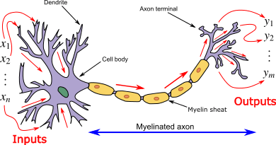 A single neuron in a neural network.
